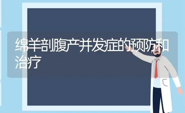 绵羊剖腹产并发症的预防和治疗 | 家畜养殖