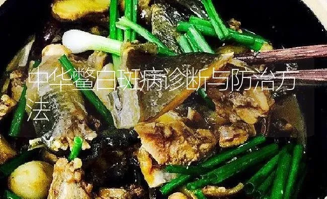 中华鳖白斑病诊断与防治方法 | 淡水养殖