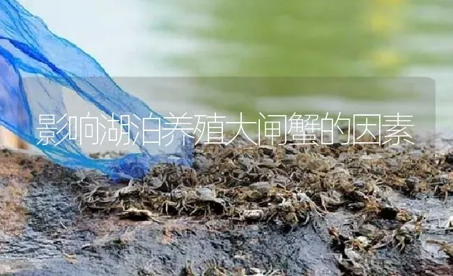 影响湖泊养殖大闸蟹的因素 | 淡水养殖