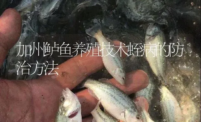 加州鲈鱼养殖技术蛭病的防治方法 | 淡水养殖