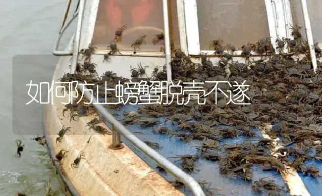 如何防止螃蟹脱壳不遂 | 淡水养殖