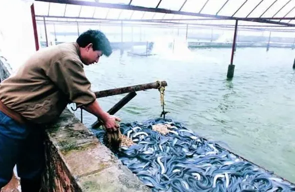 鳗鱼的饲料知识及投喂技术详解