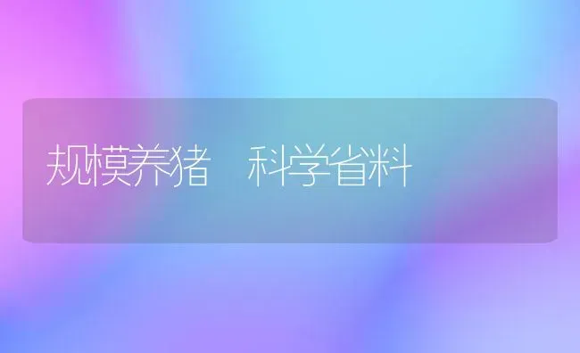 规模养猪 科学省料 | 家畜养殖