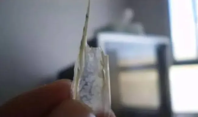 2月份南美白对虾为何会慢大，看看实战派的专业分析！