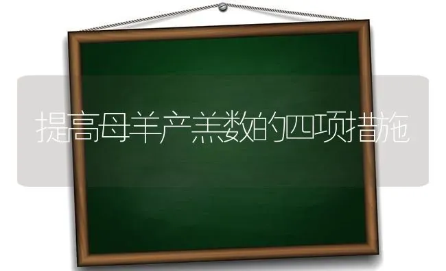 提高母羊产羔数的四项措施 | 家畜养殖