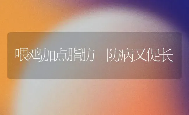 喂鸡加点脂肪 防病又促长 | 家禽养殖