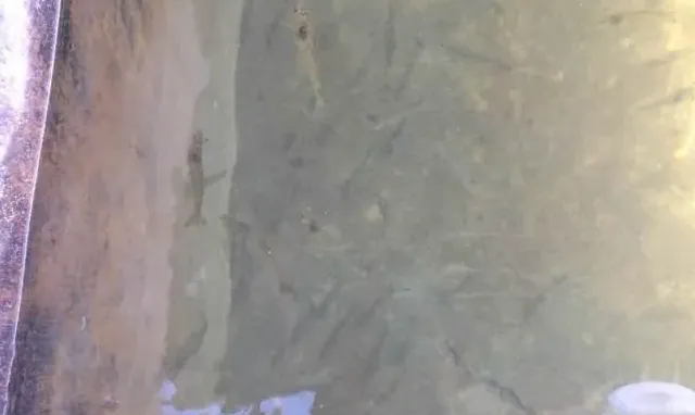 闽南及周边地区南美白对虾养殖小问答（续）