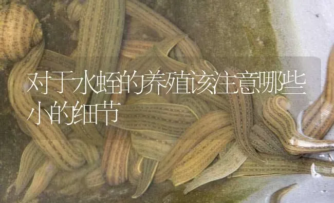 对于水蛭的养殖该注意哪些小的细节 | 特种养殖