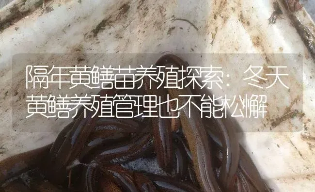 隔年黄鳝苗养殖探索：冬天黄鳝养殖管理也不能松懈 | 淡水养殖