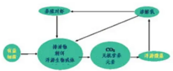 南美白对虾养殖池塘藻与菌的调控技术