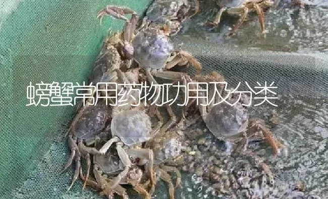 螃蟹常用药物功用及分类 | 养殖病虫害防治