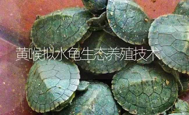黄喉拟水龟生态养殖技术 | 淡水养殖
