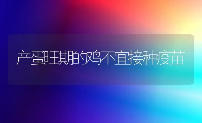 产蛋旺期的鸡不宜接种疫苗 | 家禽养殖