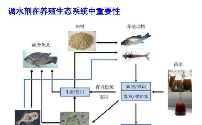 微藻在水产养殖和特种饲料中的应用