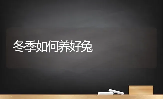 冬季如何养好兔 | 家畜养殖