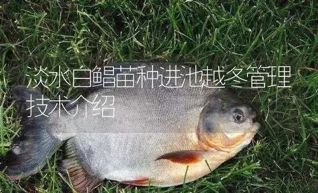 淡水白鲳苗种进池越冬管理技术介绍 | 淡水养殖