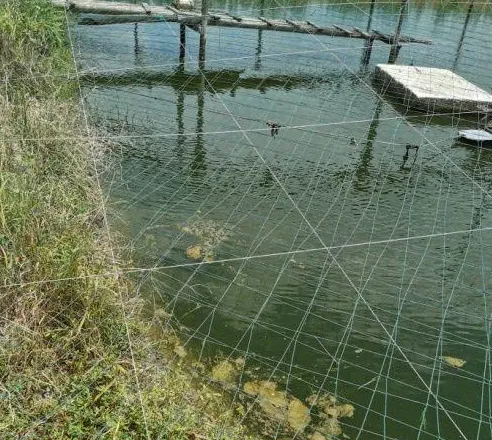 【对虾专题】高温水变引起对虾肠道问题的浅析