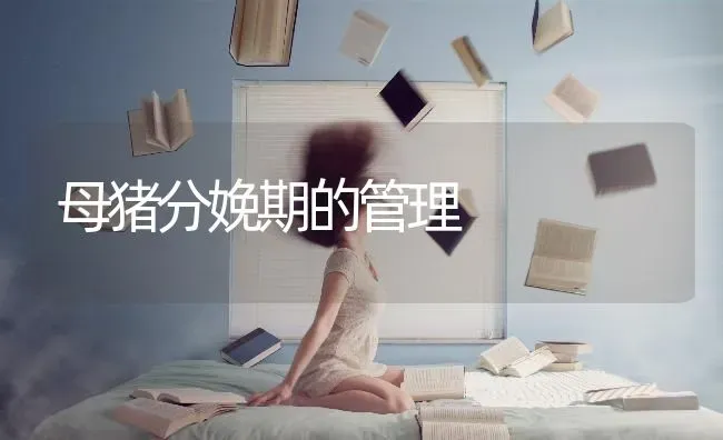 母猪分娩期的管理 | 家畜养殖