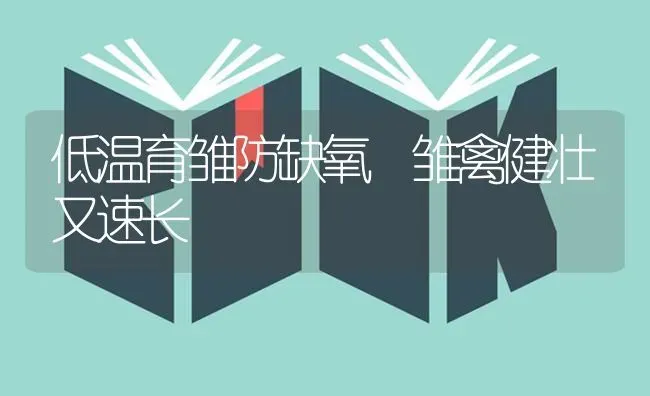 低温育雏防缺氧 雏禽健壮又速长 | 家禽养殖