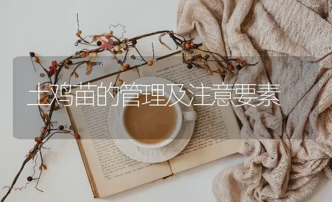 土鸡苗的管理及注意要素 | 家禽养殖