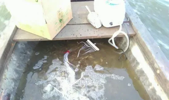 近期江苏兴化地区河蟹塘口急性缺氧的应对办法