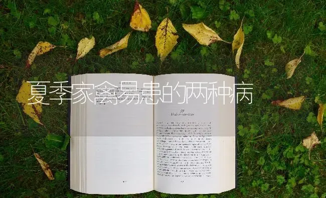 夏季家禽易患的两种病 | 家禽养殖