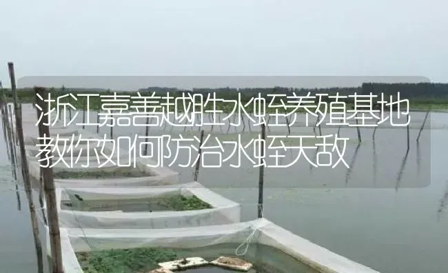 浙江嘉善越胜水蛭养殖基地教你如何防治水蛭天敌 | 特种养殖