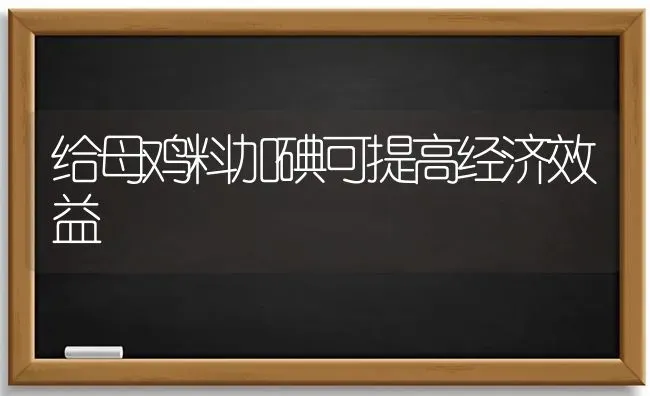 给母鸡料加碘可提高经济效益 | 家禽养殖