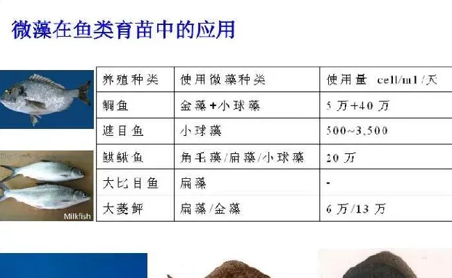 微藻在水产养殖和特种饲料中的应用
