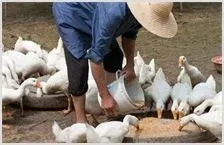 养鹅技术之鹅羽虱防治 | 农业养殖科普