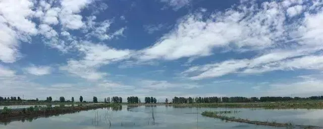 大闸蟹放秋插苗养得好能有多好？他将告诉你答案！