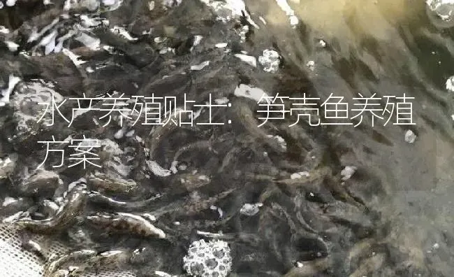 水产养殖贴士:笋壳鱼养殖方案 | 淡水养殖