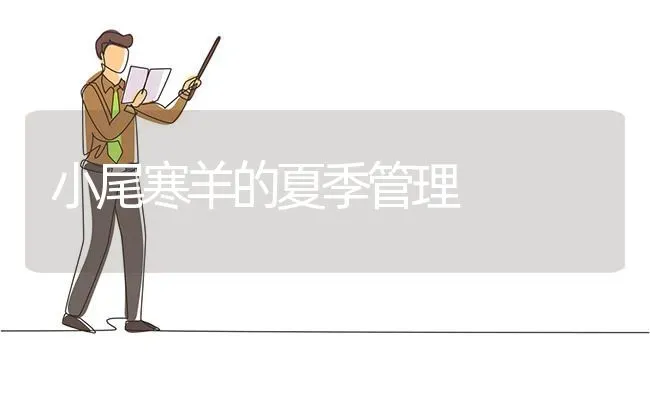 小尾寒羊的夏季管理 | 家畜养殖