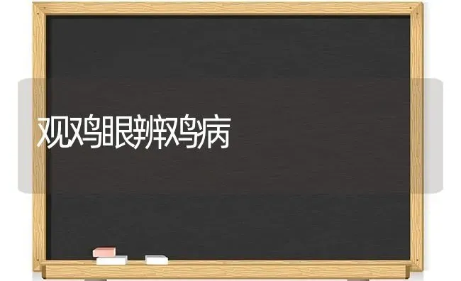 观鸡眼辨鸡病 | 家禽养殖