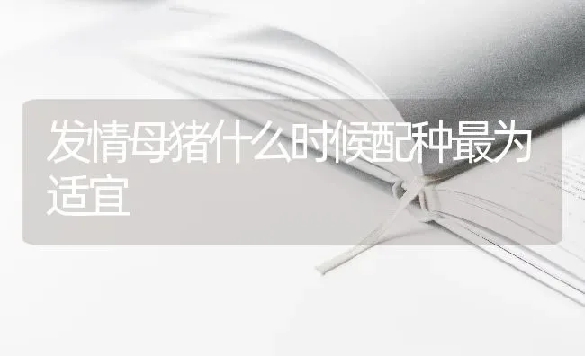 发情母猪什么时候配种最为适宜 | 家畜养殖