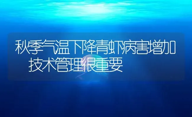 秋季气温下降青虾病害增加 技术管理很重要 | 海水养殖