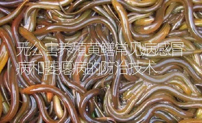 无公害养殖黄鳝常见病感冒病和萎瘪病的防治技术 | 淡水养殖