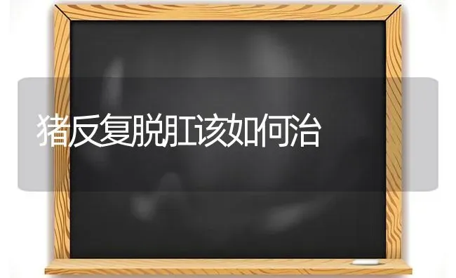 猪反复脱肛该如何治 | 家畜养殖