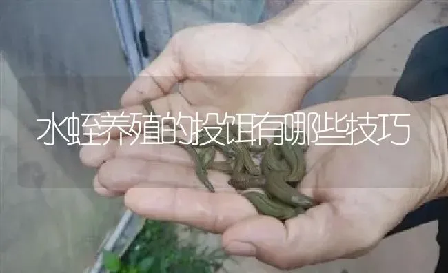 水蛭养殖的投饵有哪些技巧 | 特种养殖