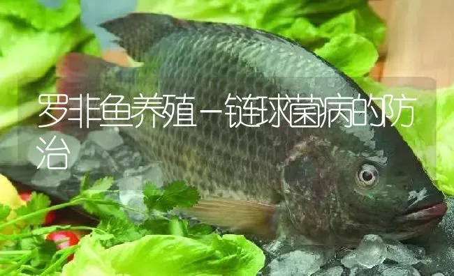 罗非鱼养殖－链球菌病的防治 | 淡水养殖