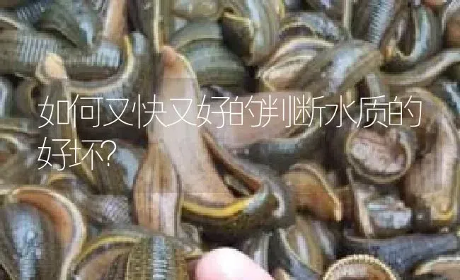 如何又快又好的判断水质的好坏？ | 特种养殖