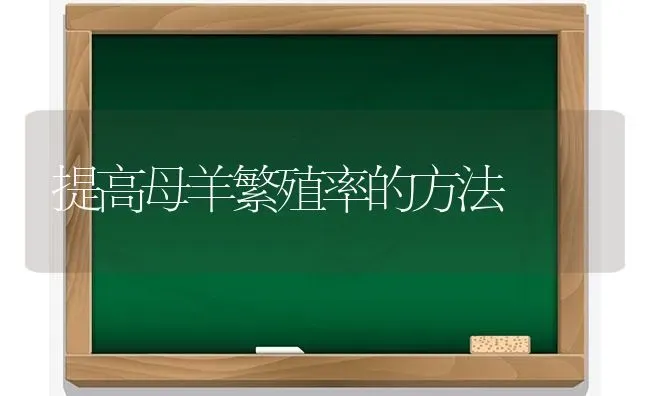 提高母羊繁殖率的方法 | 家畜养殖