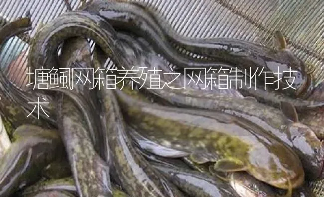 塘鲺网箱养殖之网箱制作技术 | 淡水养殖