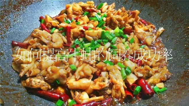 如何提高牛蛙的饲养成功率 | 特种养殖