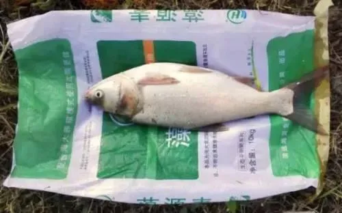 湖北洪湖藻源素白鲢效果展示：肥水使用藻源素 白鲢增产真迅速