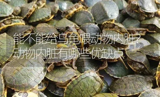 能不能给乌龟喂动物内脏？动物内脏有哪些优缺点 | 淡水养殖