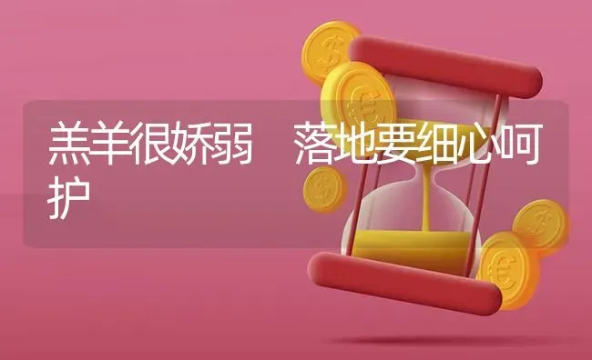 羔羊很娇弱 落地要细心呵护 | 家畜养殖