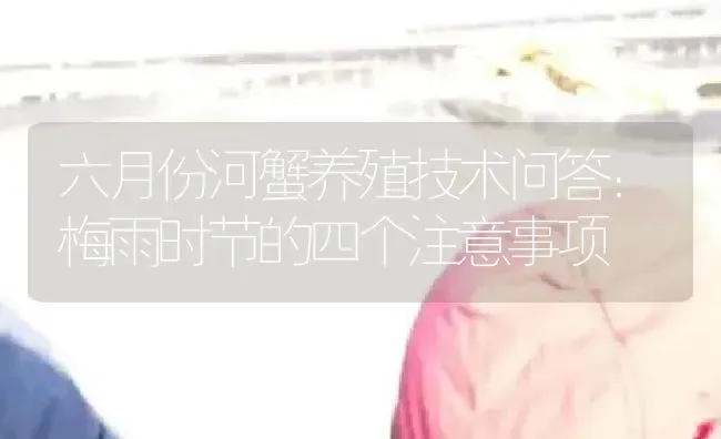 六月份河蟹养殖技术问答：梅雨时节的四个注意事项 | 淡水养殖