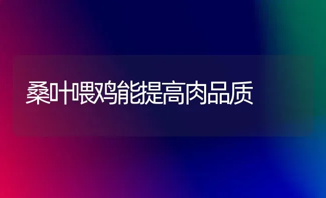 桑叶喂鸡能提高肉品质 | 家禽养殖