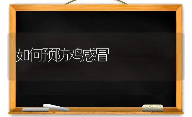如何预防鸡感冒 | 家禽养殖